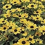 Rudbeckia Toto Lemon Seeds
