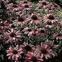 Rudbeckia Purpurea Bravado Seeds