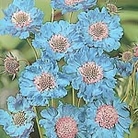 Scabiosa Fama Seeds