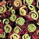 Scorpiurus Muricatus Curly Whirly Seeds