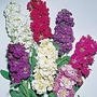 Stock East Lothian Legacy Seeds Average Seeds 110