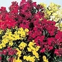 Wallflower Autumn Beauty Mixed Seeds Average Seeds 90