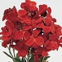 Wallflower Fire King Improved Seeds Average Seeds 450
