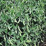 Pea Sugar Ann Seeds Average Seeds 330