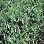 Pea Sugar Ann Seeds