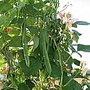 Runner Bean Celebration Seeds
