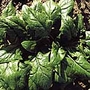Spinach Koto F1 Seeds
