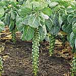 Brussels Sprout Millennium Seeds Average Seeds 45