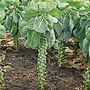 Brussels Sprout Millennium Seeds