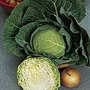 Cabbage Golden Acre Seeds
