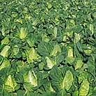 Cabbage Greyhound Seeds Average Seeds 450