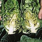 Cabbage Sparkel F1 Seeds Average Seeds 90