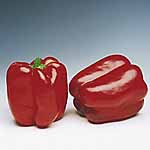 Capsicum Denver F1 Seeds