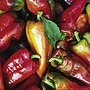 Capsicum Beaver Dam Seeds