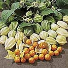 Cape Gooseberry Seeds