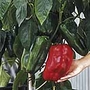 Capsicum Jumbo F1 Seeds