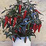 Capsicum Apache F1 Seeds