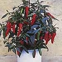 Capsicum Apache F1 Seeds
