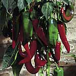 Capsicum Matador F1 Seeds
