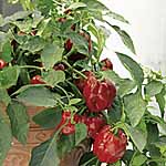 Capsicum Redskin F1 Seeds