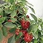 Capsicum Redskin F1 Seeds