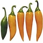 Capsicum Bulgarian Carrot Seeds