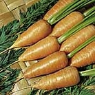 Carrot Chantenay Red Cored Royal 2 Seeds - Triplepack