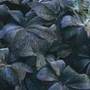 rodgersia