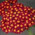 yarrow