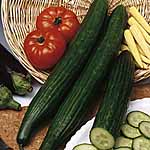 Cucumber Palermo F1 Seeds
