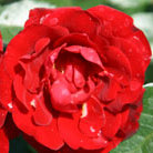 rose Royal William (hybrid tea)