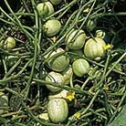 Cucumber Crystal Apple Seeds Average Seeds 25