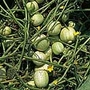 Cucumber Crystal Apple Seeds