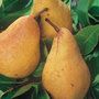 pear   double U cordon