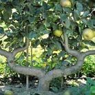 apple double U cordon