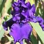 bearded iris