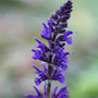 salvia
