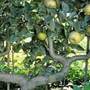 apple   double U cordon