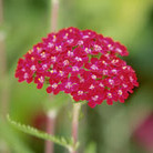 yarrow