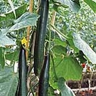 Cucumber Pepinex 69 F1 Seeds