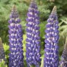west country lupin