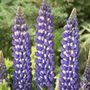 west country lupin