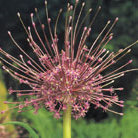 ornamental onion
