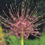 ornamental onion