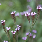 verbena