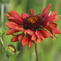 blanket flower