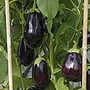 Aubergine Bonica F1 seeds