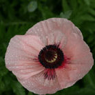 oriental poppy
