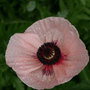 oriental poppy