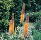 foxtail lily